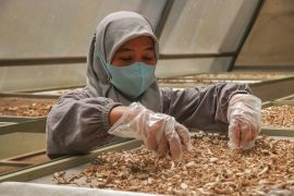 Pengolahan simplisia rempah Page 3 Small