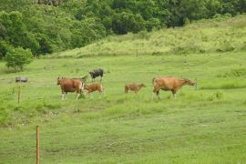 BBKSDA Jabar perkuat reintroduksi banteng jawa di Pangandaran