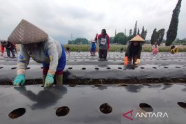 Petani Jabar tingkatkan produksi kentang industri adopsi metode Thailand