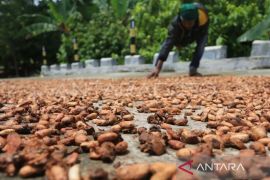 Produksi Afrika Barat membaik, harga biji kakao turun pada Desember