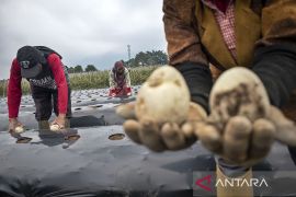 Penanaman perdana kentang industri di Kabupaten Bandung Barat
