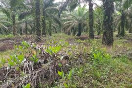 Bupati Bangka: Situs Kota Kapur terancam hilang dampak tambang dan sawit