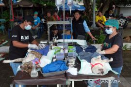 Sterilisasi anjing liar cegah rabies di kawasan wisata Denpasar Bali
