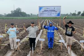 PG Ngadirejo tanam tebu bongkar ratoon seluas 12.500 ha