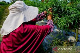 Bupati Natuna ajak petani naikkan produksi pangan demi mendukung MBG