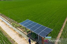 Pemkab Indramayu mencatat produksi padi capai 1,63 juta ton