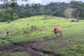 BBKSDA sebutkan banteng jawa di Pangandaran jadi daya tarik wisata