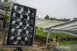 Petani Semarang manfaatkan PLTS off-grid untuk tingkatkan hasil selada hidroponik