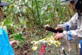 BKSDA Maluku lepas liarkan empat burung dilindungi di Sungai Nief Seram Timur