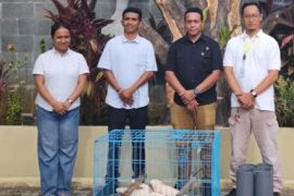 BKSDA terima penyerahan empat Kakaktua Maluku dari Ditreskrimsus Polda