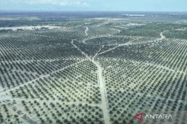 Pakar IPB: Tata kelola berkelanjutan minimalkan risiko kebun sawit