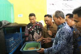 Pemkab Serang kembangkan budidaya maggot untuk urai sampah