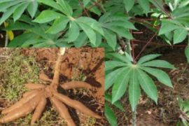 Ubi Kayu Nakamura Morotai jadi potensi indikasi geografis yang dilindungi