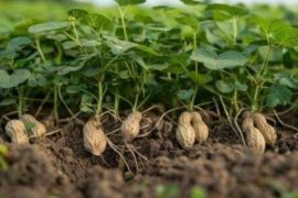 Kemenkum Malut sebut Kacang Pandanga Morotai masuk kekayaan intelektual komunal