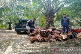 Suparno inspirasi petani Tanah Bumbu beralih ke pupuk kandang
