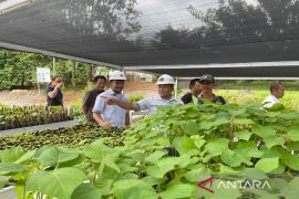Arutmin siapkan ribuan bibit kayu reklamasi hutan Tanah Bumbu
