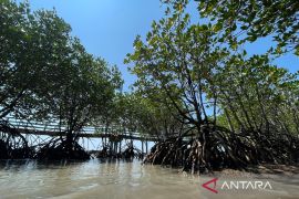 DLH Indramayu menggencarkan program konservasi mangrove di daerah pesisir