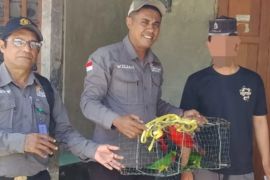 BKSDA Maluku amankan empat ekor satwa dilindungi dari rumah warga