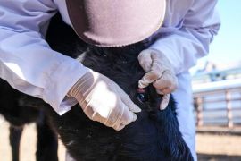 Kloning bantu lestarikan sapi langka zhangmu di China