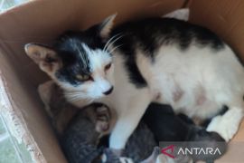 Pemkot Bengkulu gencarkan vaksinasi cegah penyebaran rabies