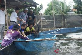 Pemkab Bangka Tengah kembangkan usaha budi daya nila salin