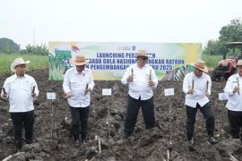 SGN percepat swasembada gula lewat bongkar ratoon di Jombang