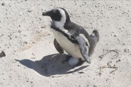 Tangkap ikan sarden berlebihan, 95% penguin Afrika mati kelaparan sepanjang 2004-2011