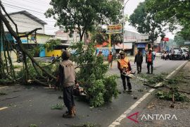 DLH Cianjur koordinasi bersama provinsi dan pusat pangkas pohon