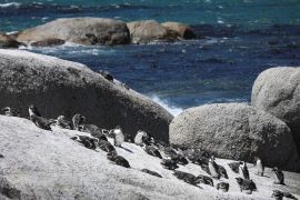 Penguin Afrika hadapi kelaparan massal