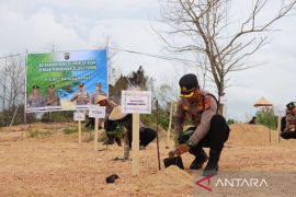 Polres Bangka Barat tanam 200 bibit jambu mete di lahan kritis