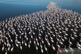 Ribuan flamingo penuhi Danau Qarun Mesir saat migrasi musim dingin