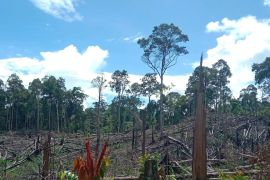 Kemenhut kuasai kembali 7.755 ha bekas aktivitas ilegal di Seblat