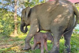Kemenhut umumkan kelahiran  anak gajah di Way Kambas.