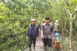Antara Jambi Tanam Mangrove