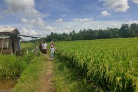 Petani HST perkirakan panen pada Ramadhan