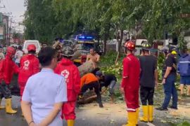 Wali Kota Pontianak imbau warga waspadai pohon rawan tumbang