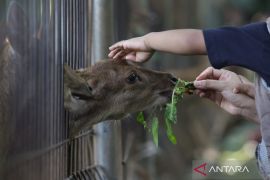 Seekor rusa mati tertabrak mobil di Tol Serang-Panimbang
