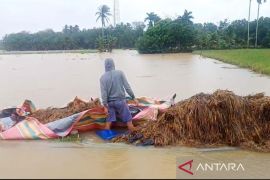 Pemkab: 11.010 hektare sawah di Aceh Timur terendam banjir