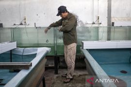 Budi daya ikan sidat di Cimahi