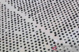 Peran gorengan dan kebiasaan minum kopi pada pembabatan hutan