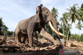 Gajah dikerahkan membantu bersihkan puing kayu pascabencana Aceh