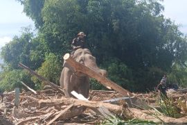 Update Bencana Aceh, Empat gajah jinak bantu bersihkan puing sisa banjir di Pidie Jaya