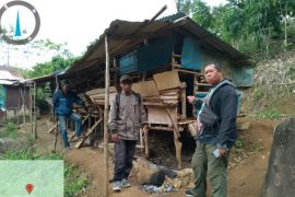 BKSDA Bengkulu telusuri kemunculan harimau sumatra di Kabupaten Lebong