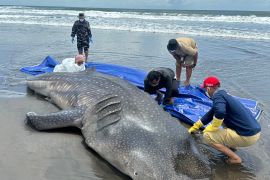 Seekor hiu paus terdampar di Pantai Purworejo