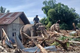 Dari tsunami ke bencana banjir, gajah sumatera datang membantu Aceh