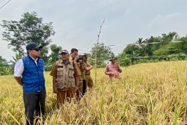 PT PII perkuat kapasitas petani Karawang untuk produksi beras sehat