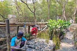 Terminal Petikemas Surabaya budidaya 10 ribu bibit mangrove