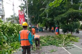 PLN UP3 Pontianak tingkatkan pemeliharaan jaringan listrik hadapi musim hujan dan angin kencang