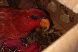 BKSDA Maluku amankan satu karton berisi satwa dilindungi berupa seekor nuri di pelabuhan