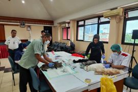 Sudin KPKP Jakbar sterilisasi 200 kucing jantan lokal di Kebon Jeruk